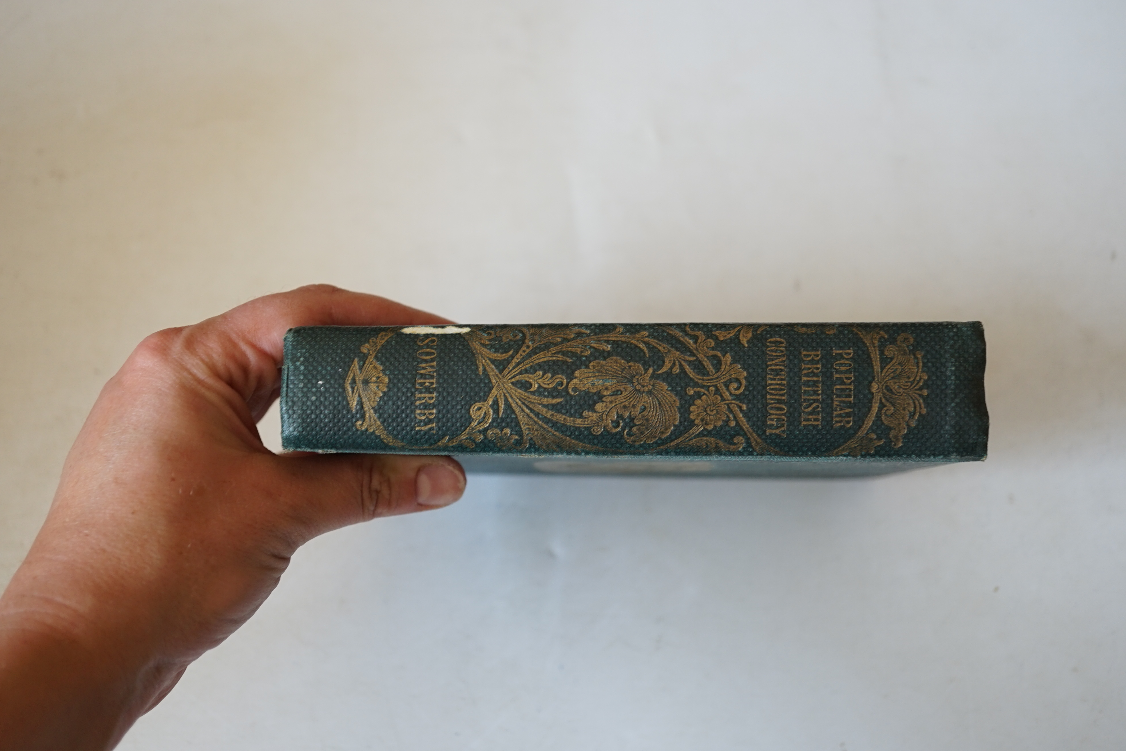 Sowerby, George Brettingham - Popular British Conchology. A familiar history of the molluscs inhabiting the Brisish Isles. 20 hand coloured lithographed plates; original gilt pictorial and blind decorated cloth (by Westl